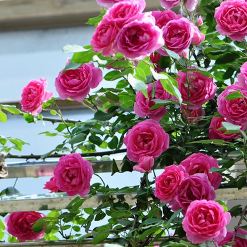 海蒂的花园 大游行爬藤月季花大有香味持续开花长势快庭院盆栽苗 - 图3