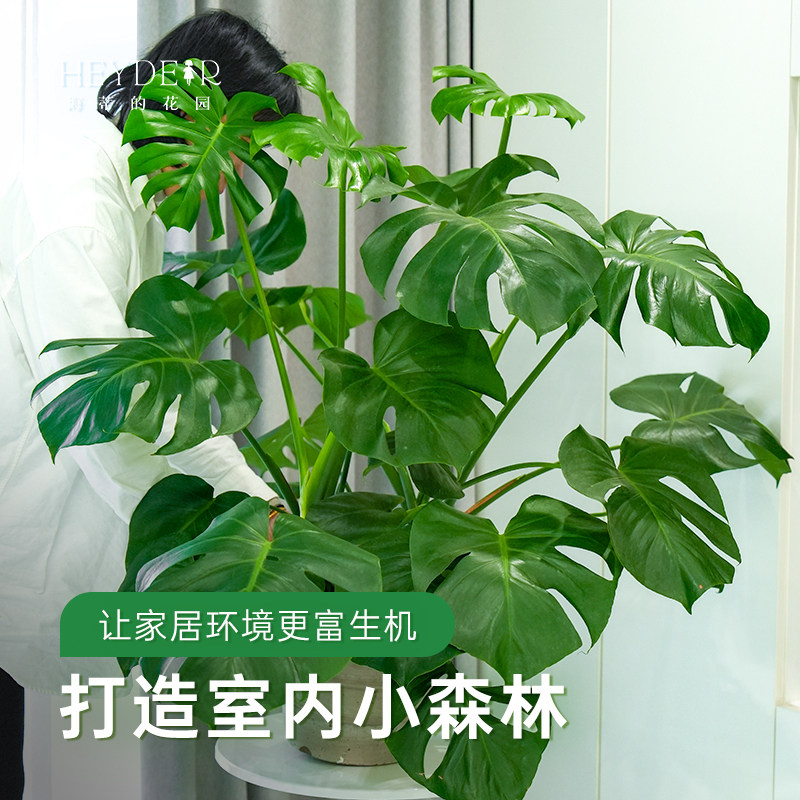 海蒂的花园旗舰店龟背竹客厅大盆栽办公室绿植室内盆栽龟背竹老桩,淘宝优惠券,粉丝福利购,淘宝优惠卷