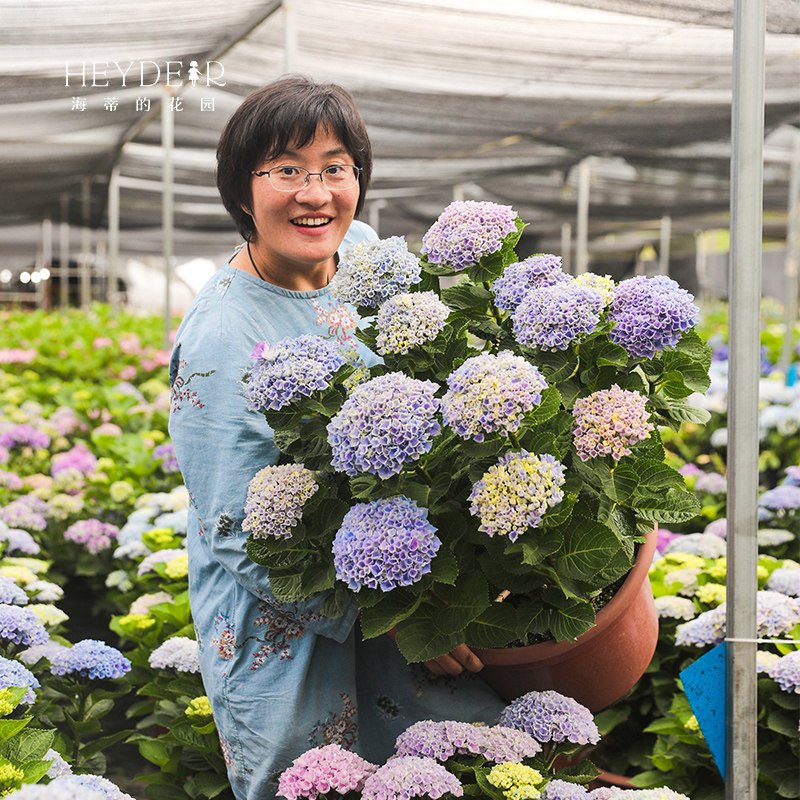 海蒂的花园绣球花苗太阳神殿花手鞠万华镜庭院阳台花卉植物盆栽,淘宝优惠券,粉丝福利购,淘宝优惠卷
