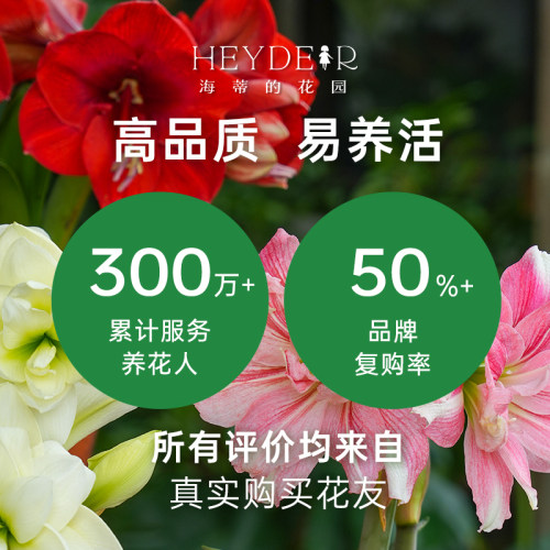 海蒂的花园旗舰店朱顶红种球重瓣阿弗雷进口开花球花卉植物室内花 - 图3