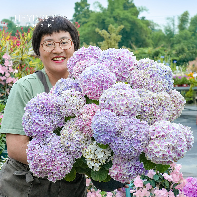 海蒂的花园旗舰店大花绣球无尽夏绣球花佳澄花手鞠有松花卉盆栽苗,淘宝优惠券,粉丝福利购,淘宝优惠卷