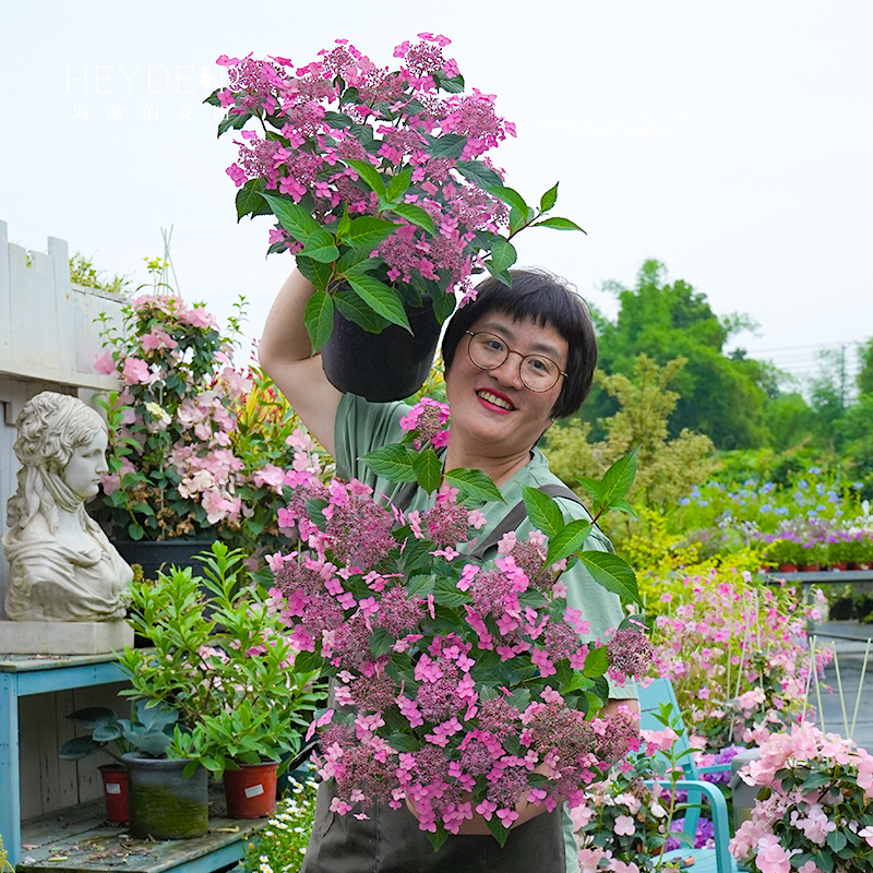 海蒂的花园旗舰店山绣球花庭院阳台易开花花卉植物花境好养盆栽苗 - 图2