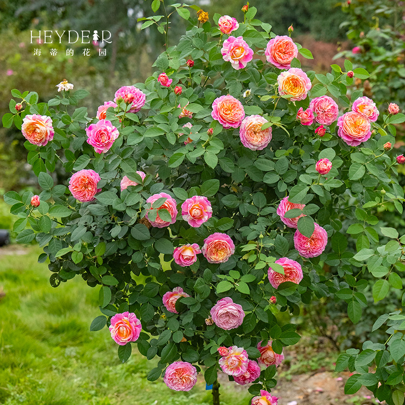海蒂的花园 莫奈直立月季欧月四季好养阳台庭院花卉植物盆栽花苗,淘宝优惠券,粉丝福利购,淘宝优惠卷