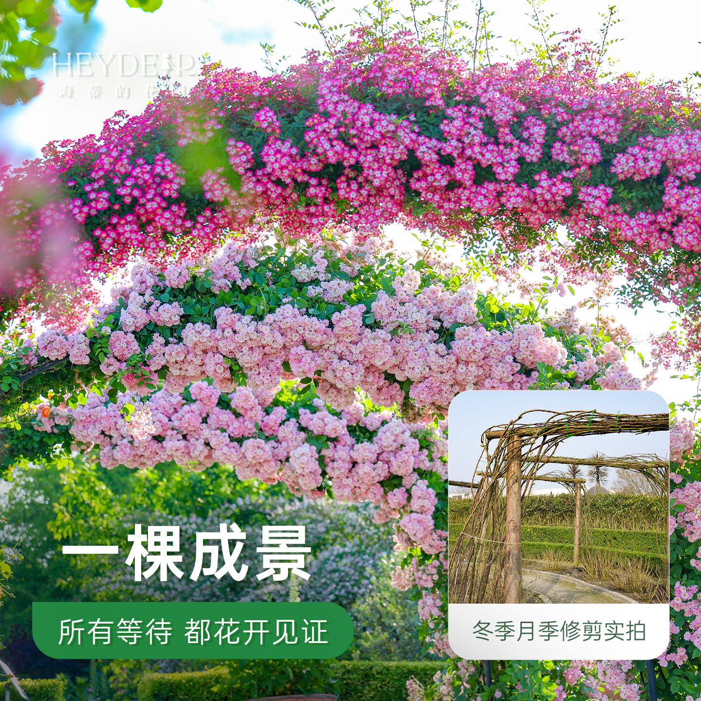 海蒂的花园旗舰店大拱门月季花苗爬藤月季庭院公园可种耐寒耐热,淘宝优惠券,粉丝福利购,淘宝优惠卷