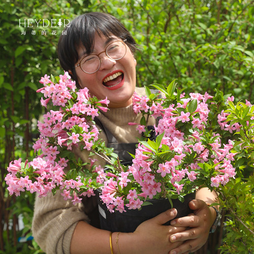 海蒂的花园旗舰店花叶锦带盆栽苗花灌木耐寒易养室外庭院花卉植物 - 图1