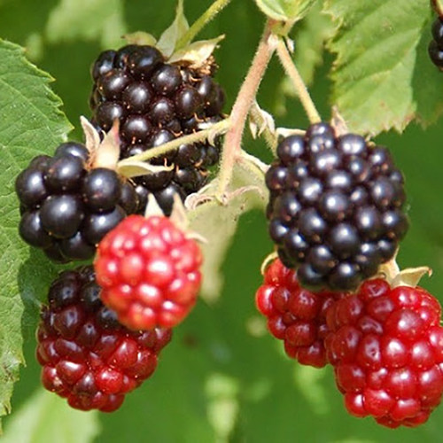 海蒂的花园旗舰店黑莓树莓果树浆果耐寒好养庭院露台植物盆栽苗 - 图2