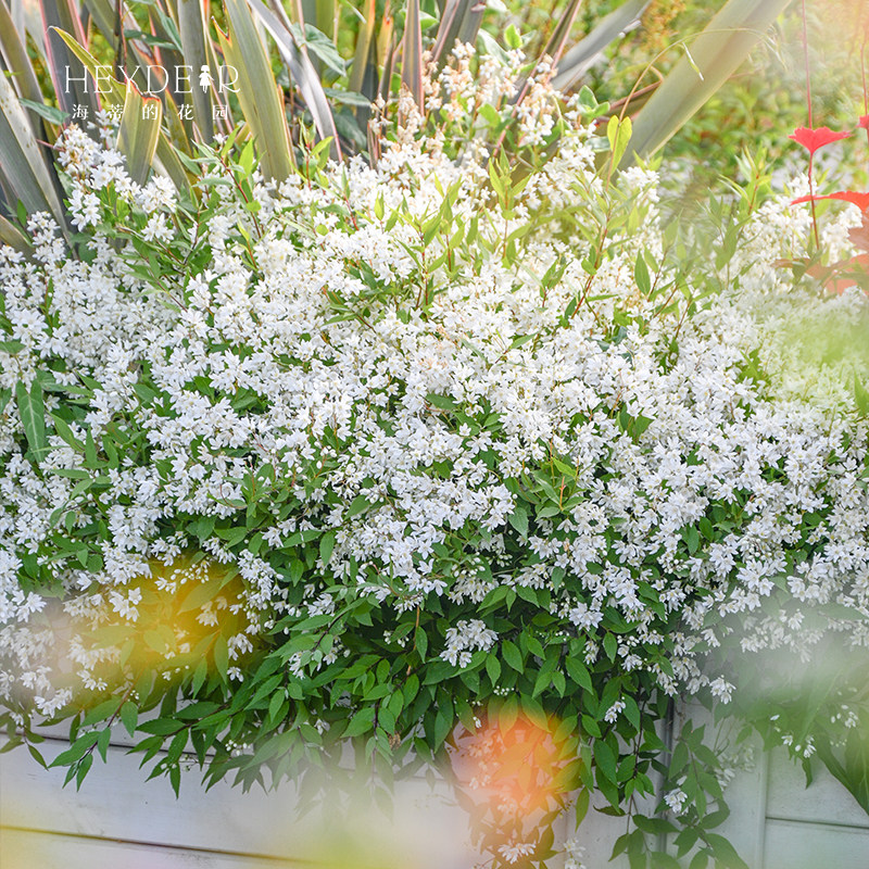 海蒂的花园溲疏爱丽丝粉铃铛等庭院楼顶造景花灌木花卉植物盆栽苗,淘宝优惠券,粉丝福利购,淘宝优惠卷