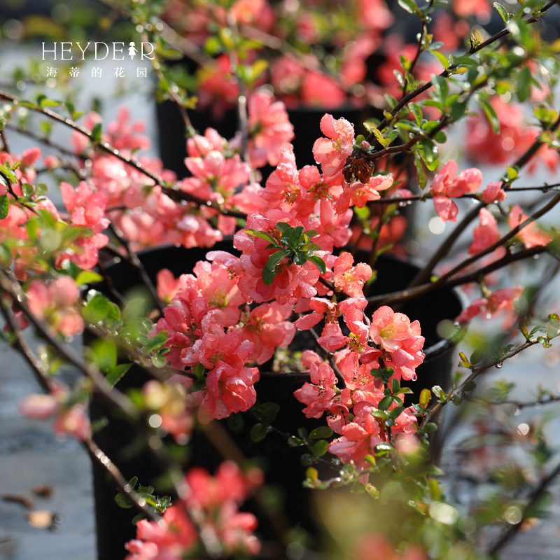 海蒂的花园垂丝海棠好养木本花卉庭院风景树地栽盆栽盆景植物树苗,淘宝优惠券,粉丝福利购,淘宝优惠卷