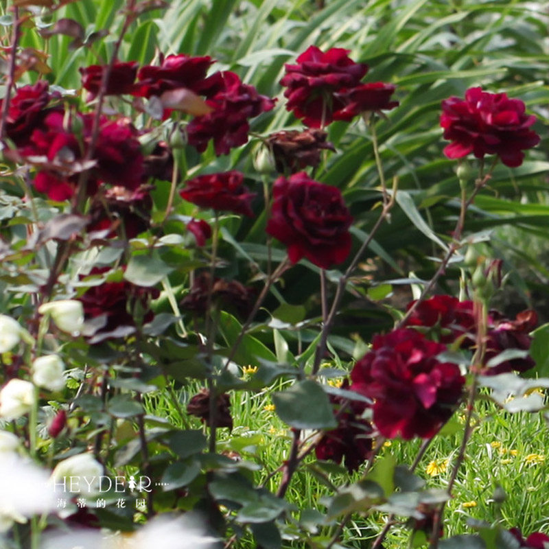 海蒂的花园 路易十四玫瑰直立月季欧月浓香四季开花卉植物盆栽苗