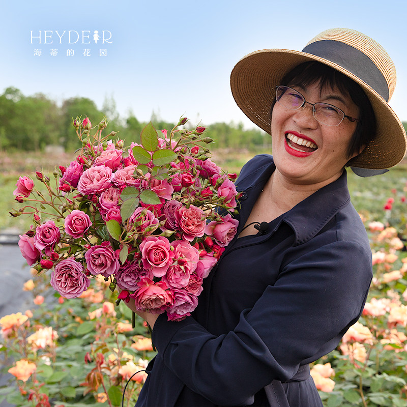 海蒂的花园葵灌木月季勤花多头复古色阳台庭院露台植物花卉盆栽苗,淘宝优惠券,粉丝福利购,淘宝优惠卷