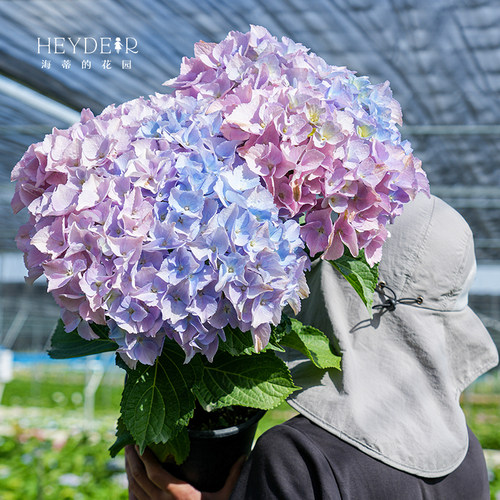 海蒂的花园旗舰店新品大花绣球大海蓝新老枝开花阳台庭院花卉盆栽 - 图2