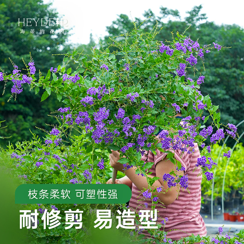 海蒂的花园 金露花紫色花常绿开花灌木庭院木本植物花卉盆栽苗,淘宝优惠券,粉丝福利购,淘宝优惠卷