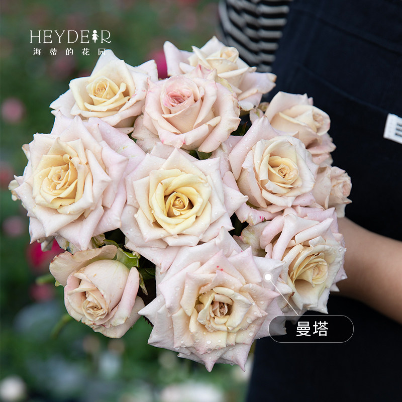 海蒂的花园旗舰店月季花苗小苗大花新品月季花盆栽果汁阳台月季,淘宝优惠券,粉丝福利购,淘宝优惠卷