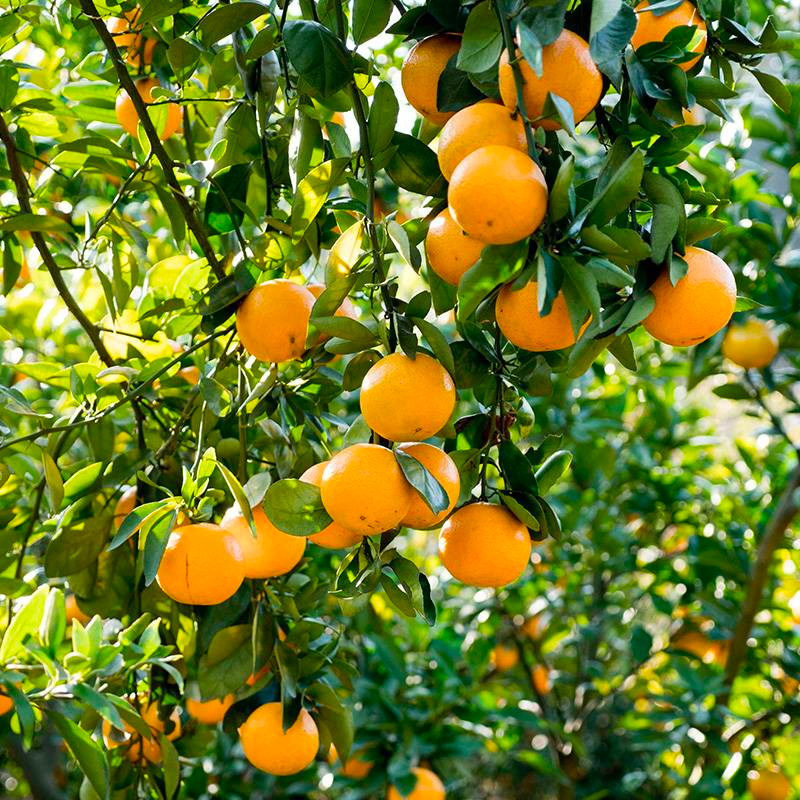 海蒂的花园旗舰店水果树果苗橘子树苗金桔树盆栽大树苗柑子树年桔,淘宝优惠券,粉丝福利购,淘宝优惠卷