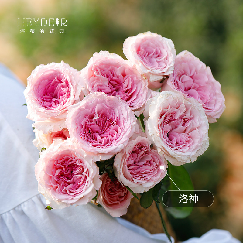 海蒂的花园旗舰店月季花苗小苗大花新品月季花盆栽果汁阳台月季,淘宝优惠券,粉丝福利购,淘宝优惠卷