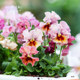 Pansy potted seedlings have a long flowering period and large blooms