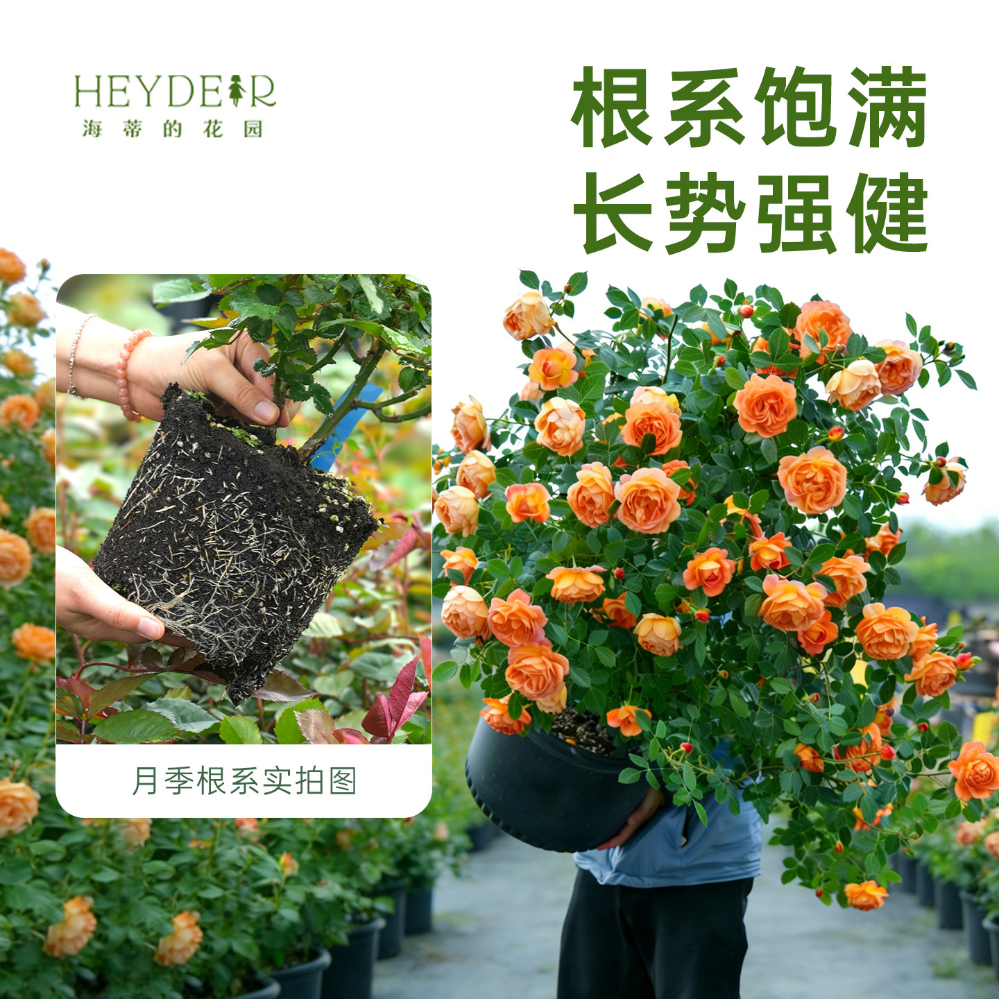 海蒂的花园旗舰店大拱门月季花苗爬藤月季庭院公园可种耐寒耐热,淘宝优惠券,粉丝福利购,淘宝优惠卷