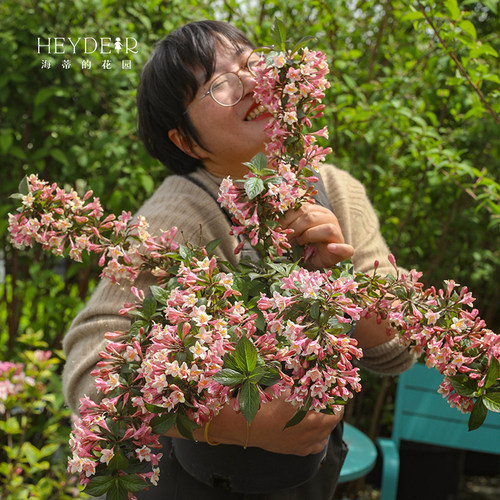 海蒂的花园旗舰店花叶锦带盆栽苗花灌木耐寒易养室外庭院花卉植物 - 图3