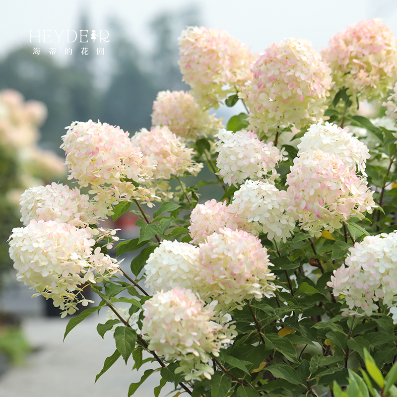 海蒂的花园旗舰店圆锥绣球花卉盆栽石灰灯庭院绿植耐寒耐热植物苗 - 图2