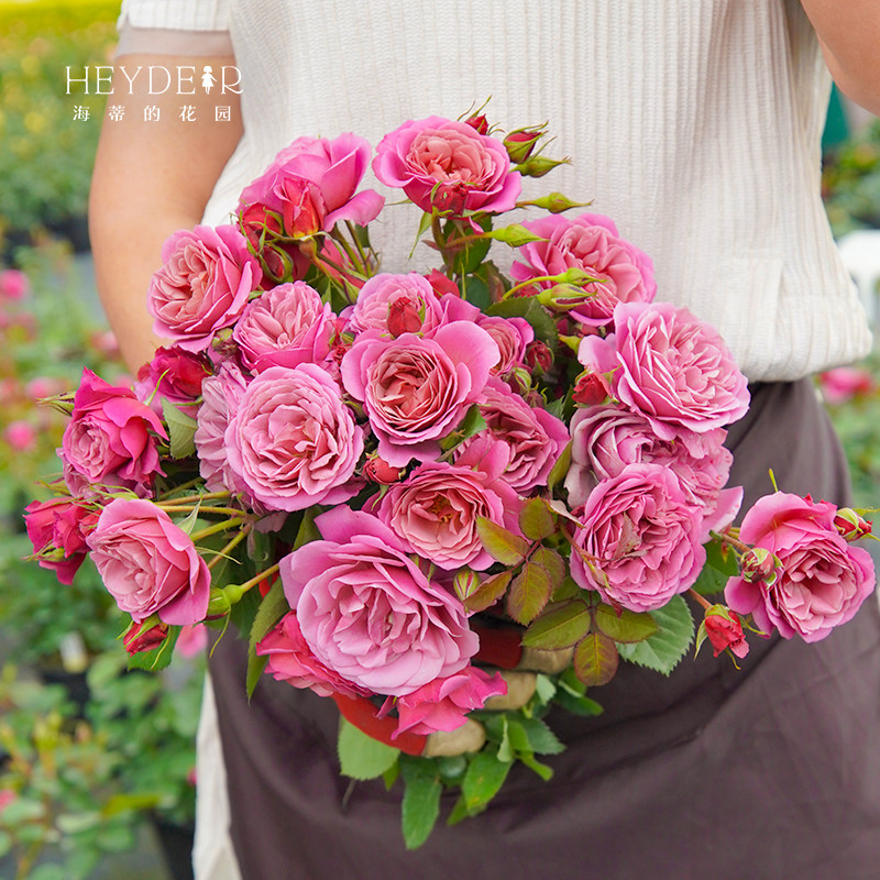 海蒂的花园葵灌木月季勤花多头复古色阳台庭院露台植物花卉盆栽苗,淘宝优惠券,粉丝福利购,淘宝优惠卷