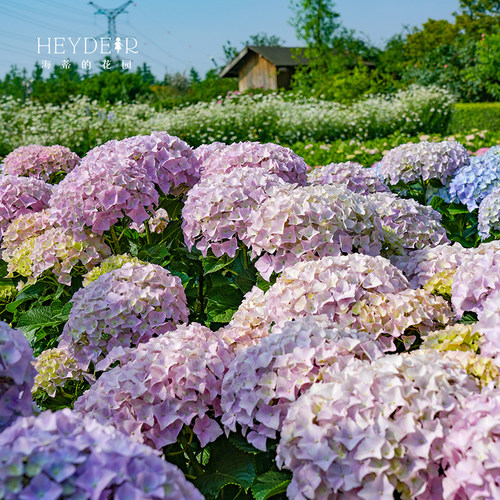 海蒂的花园旗舰店新品大花绣球大海蓝新老枝开花阳台庭院花卉盆栽 - 图3