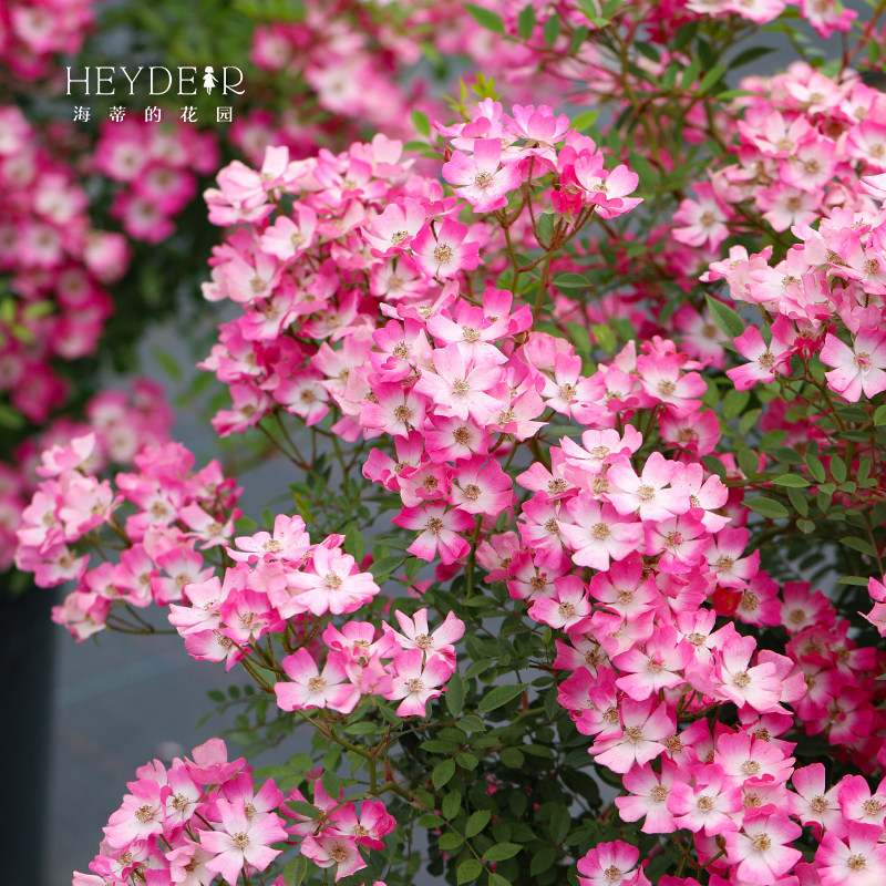 海蒂的花园 遮阳伞可垂吊成花瀑布月季庭院阳台盆栽花卉植物花苗,淘宝优惠券,粉丝福利购,淘宝优惠卷