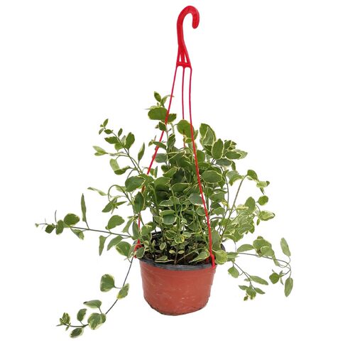 海蒂的花园花叶蔓长春常绿耐阴多年生垂吊花卉阳台花园植物盆栽苗 - 图3