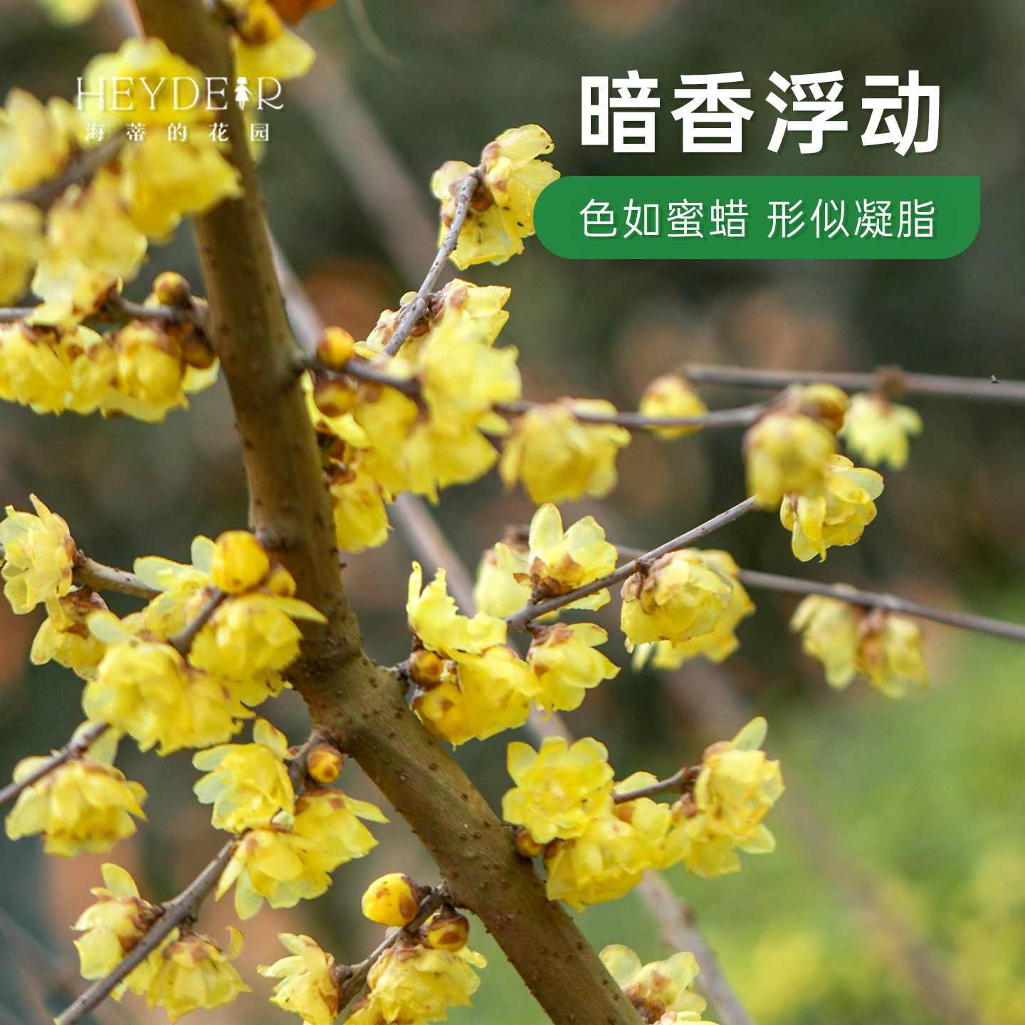 海蒂的花园旗舰店腊梅树苗带花苞地栽冬季耐寒花卉盆栽庭院植物,淘宝优惠券,粉丝福利购,淘宝优惠卷