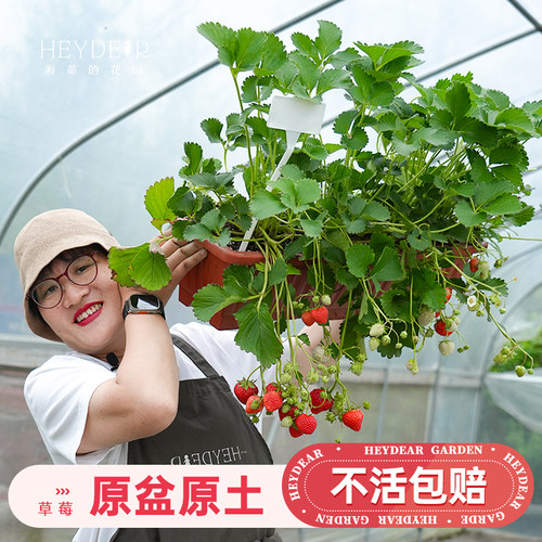 海蒂的花园旗舰店盆栽草莓苗秧多季节结果黑珍珠红颜奶油草莓苗 - 图1