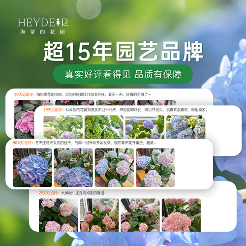 海蒂的花园旗舰店大花绣球花苗无尽夏大海蓝阳台庭院花卉盆栽植物 - 图3