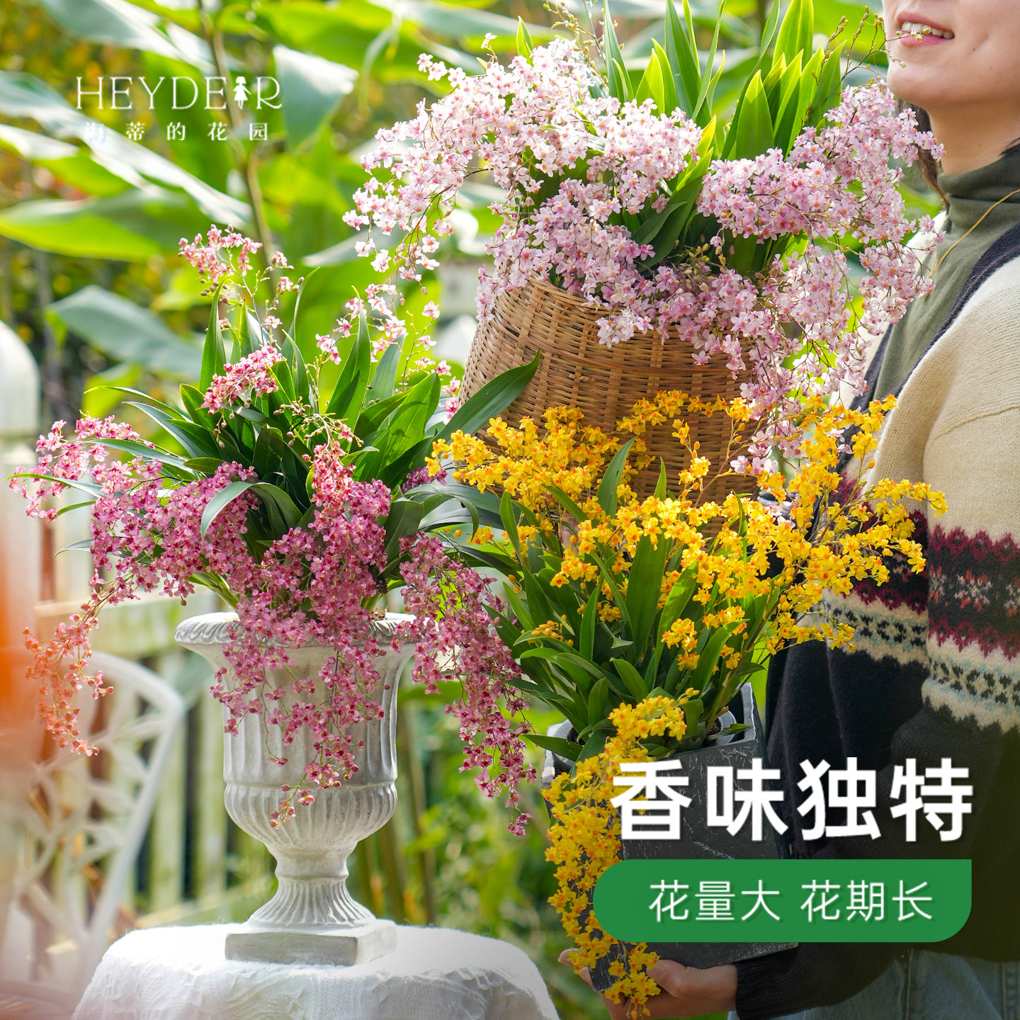 海蒂的花园旗舰店梦香文心兰带花苞盆栽香水兰花苗绿植阳台年宵花,淘宝优惠券,粉丝福利购,淘宝优惠卷