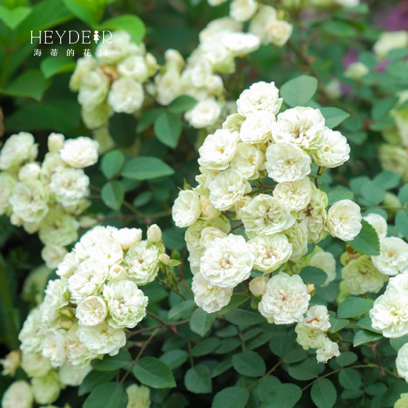 海蒂的花园绿冰微型月季丰花四季开花耐热阳台庭院花卉盆栽花苗 - 图1