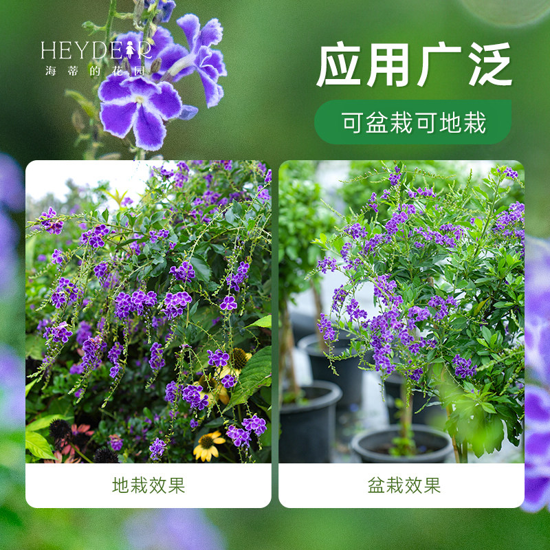 海蒂的花园 金露花紫色花常绿开花灌木庭院木本植物花卉盆栽苗,淘宝优惠券,粉丝福利购,淘宝优惠卷
