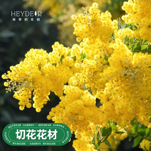 海蒂的花园 银叶金合欢观叶观花植物庭院园林造景冬春开花盆栽苗 - 图0
