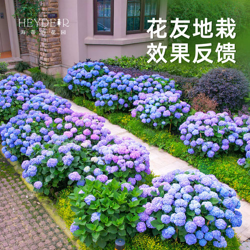 海蒂的花园旗舰店大花绣球花苗无尽夏大海蓝阳台庭院花卉盆栽植物 - 图1