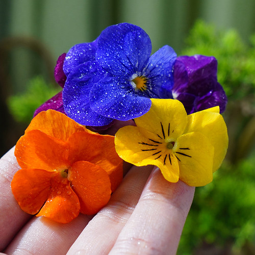 新鲜三色堇清香木胡椒木三色花蛋糕装饰饮品烘培摆盘点缀花草组合 - 图1