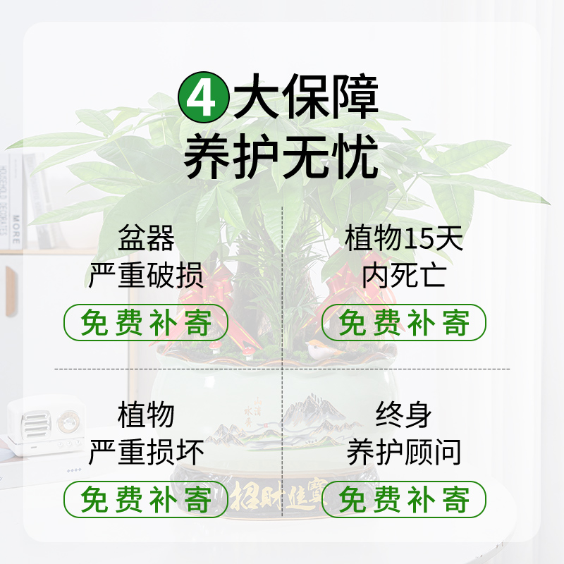 发财树盆栽办公室内桌面好养花卉绿植大型盆景开业乔迁送礼招财树 - 图3