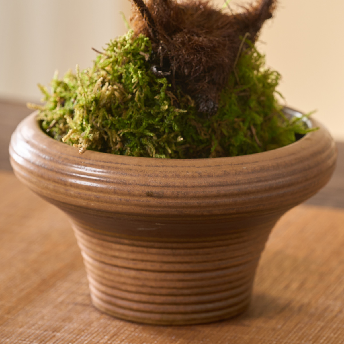 红磷蕨苔藓球绿植蕨类植物室内办公室书房茶几一叶蕨水培好养盆栽 - 图2