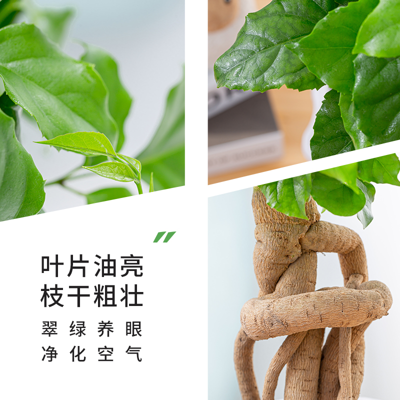 提根幸福树盆栽绿植物室内客厅办公室好养四季常青盆景花卉平安树 - 图2