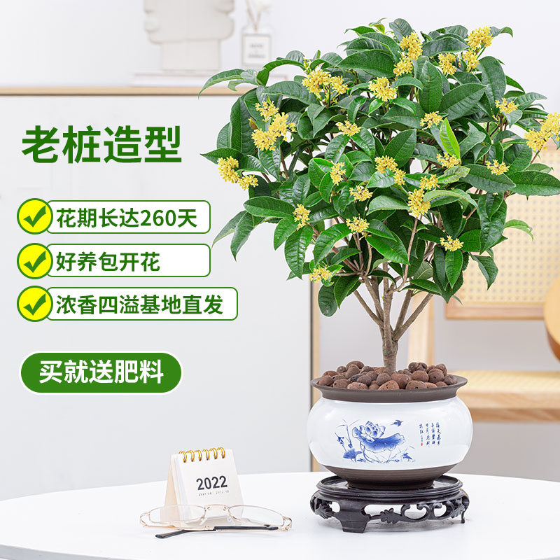 四季桂花盆栽花卉植物室内开花不断浓香月桂阳台庭院好养老桩树苗 - 图0