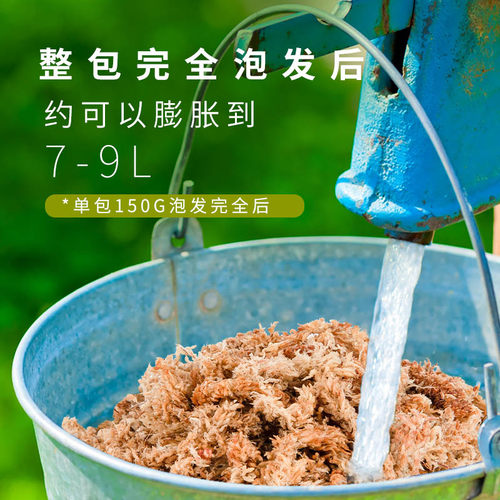 花彩师进口智利水苔7A级毛毛虫石斛文心兰绿植栽培干水苔爬宠垫材 - 图2