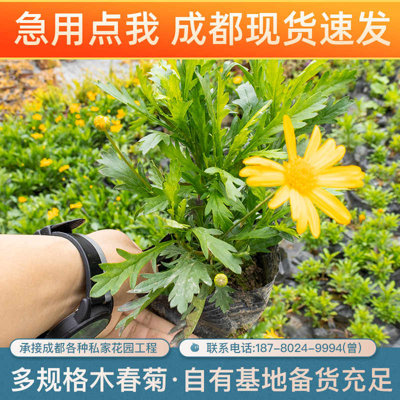 春菊 新人首单立减十元 22年10月 淘宝海外 春菊 新人首单立减十元 22年10月 淘宝海外