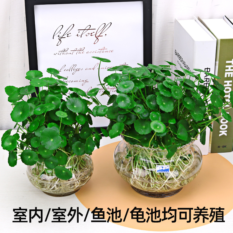 铜钱草水培植物鱼缸大叶水栽水养绿植金钱草小水草客厅室内外花卉