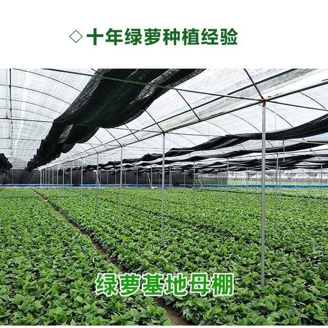 新房家用绿萝室内盆栽长藤垂吊大叶绿箩水培植物净化空气