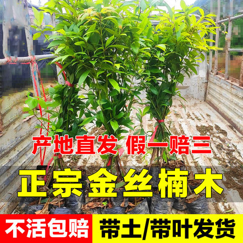 金丝楠木树苗正宗金丝楠树苗名贵苗木小叶桢楠金丝楠木苗楠木树苗 - 图0