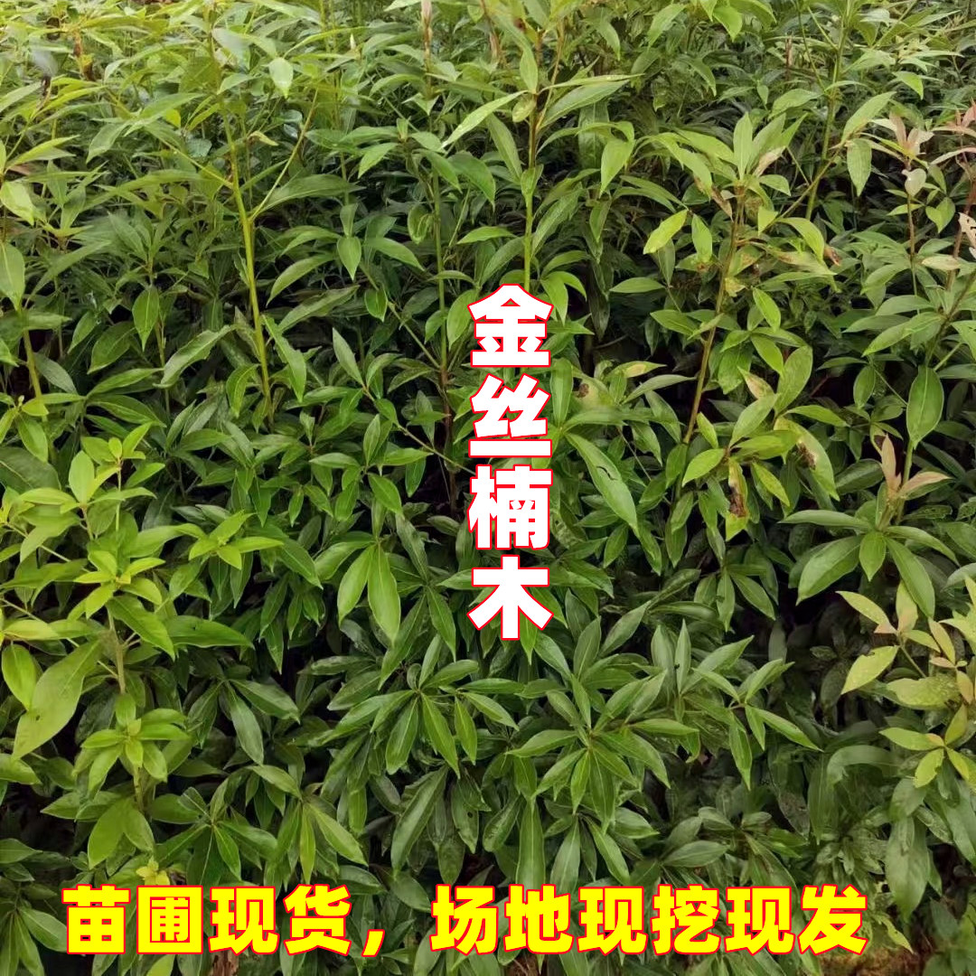 金丝楠木树苗正宗金丝楠树苗名贵苗木小叶桢楠金丝楠木苗楠木树苗 - 图1