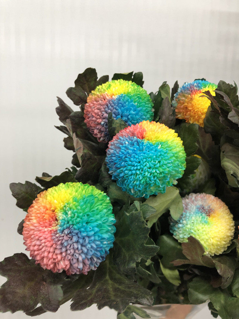 炫彩染色七彩乒乓菊 大花朵圆球菊 个性家庭插花生日礼物鲜花速递