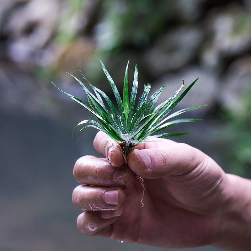 好养水菖蒲生态缸盆景假山附石水陆缸造景绿植室内微景观水培植物 - 图0