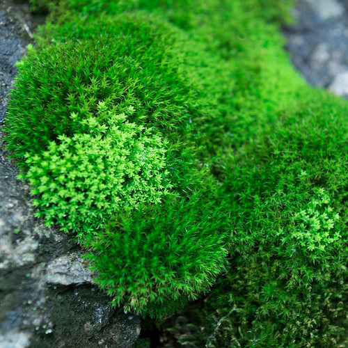 鲜活苔藓微景观植物盆景盆栽水陆缸假山草造景材料白发藓短绒青苔-图2