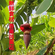 芭蕉花新鲜 新人首单立减十元 21年9月 淘宝海外